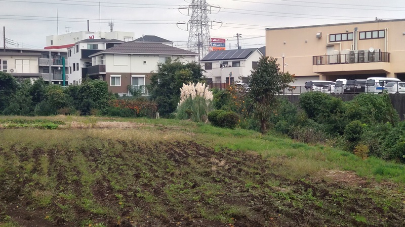 シロガネヨシとミカン 横浜市旭区鶴ヶ峰本町