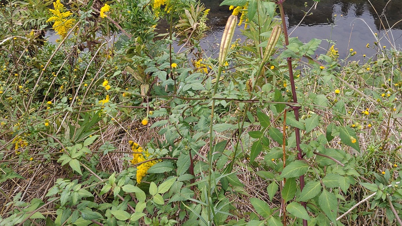 タカサゴユリの果実 横浜市旭区鶴ヶ峰本町