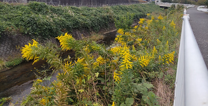 セイタカアワダチソウ 横浜市旭区鶴ヶ峰本町