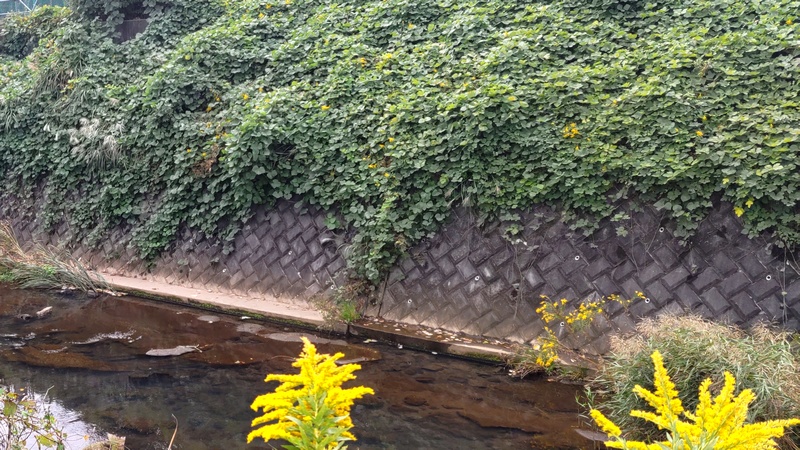 セイタカアワダチソウ群とクズ群 横浜市旭区鶴ヶ峰本町