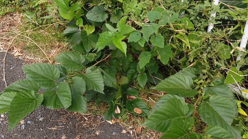 クワ 横浜市旭区鶴ヶ峰本町