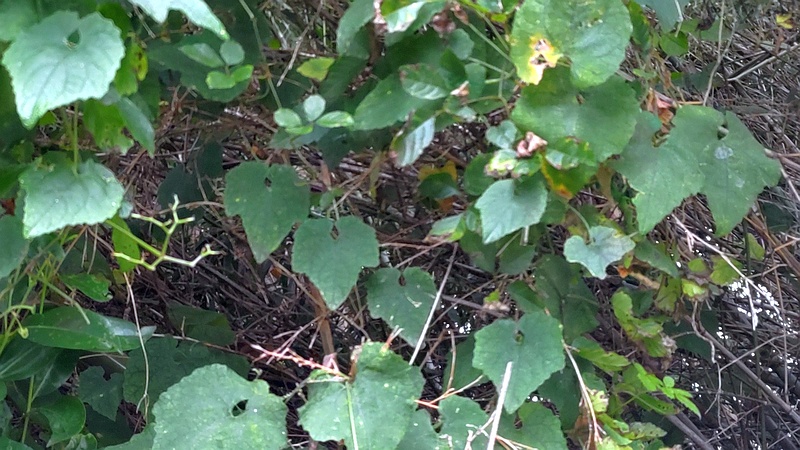 ノブドウ 横浜市旭区鶴ヶ峰本町