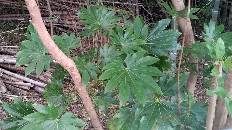 ヤツデ 横浜市旭区鶴ヶ峰本町