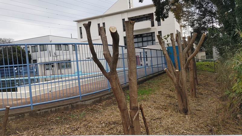 トウネズミモチの剪定跡 横浜市旭区鶴ヶ峰鶴ヶ峰本町公園