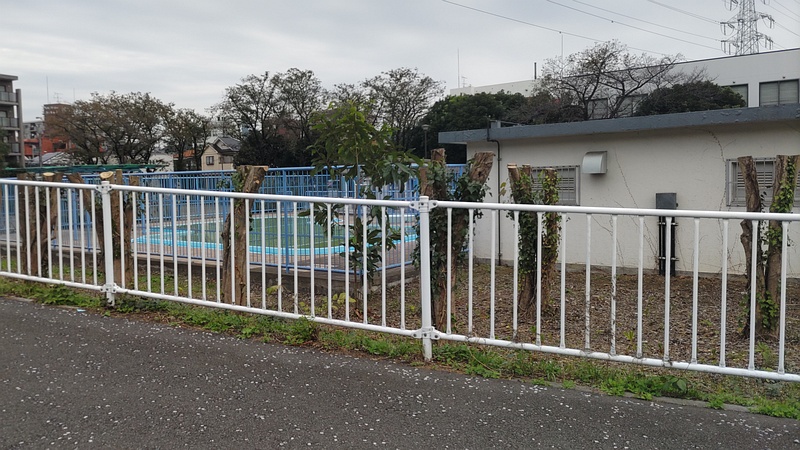 トウネズミモチの剪定跡 横浜市旭区鶴ヶ峰鶴ヶ峰本町公園