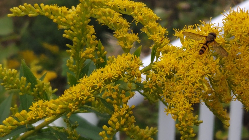 セイタカアワダチソウの花と蕾とヒラタアブの一種 横浜市旭区鶴ヶ峰本町