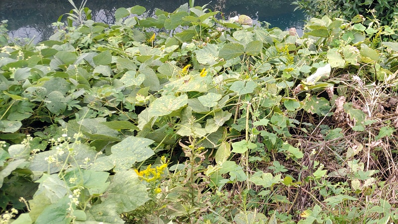 アレチウリとセイタカアワダチソウの花 横浜市旭区鶴ヶ峰本町