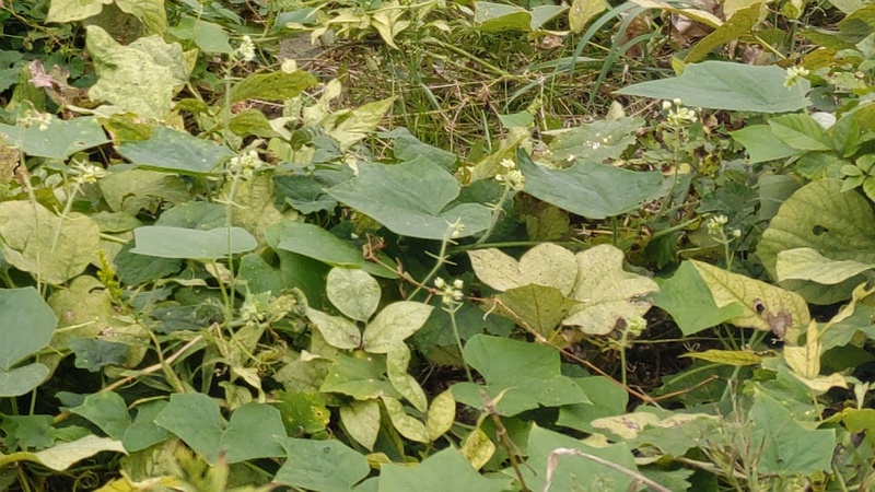 アレチウリ 横浜市旭区鶴ヶ峰本町