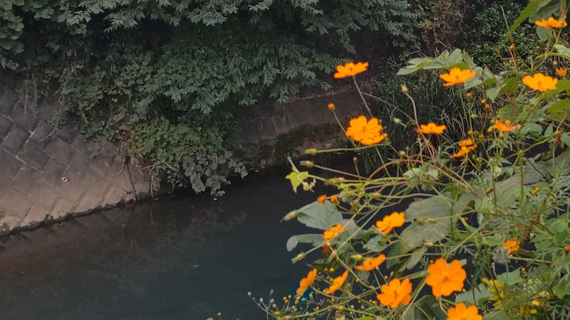 キバナコスモスの花 横浜市旭区鶴ヶ峰本町