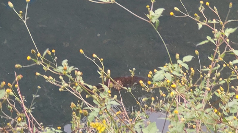 コセンダングサとコイ 横浜市旭区鶴ヶ峰本町