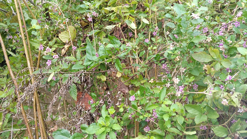 クコの花と果実 横浜市旭区鶴ヶ峰本町