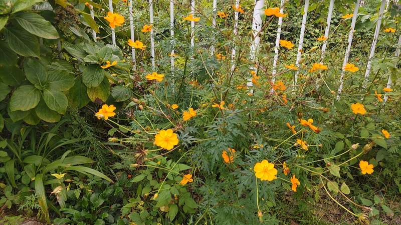 キバナコスモスの花 横浜市旭区今宿東町