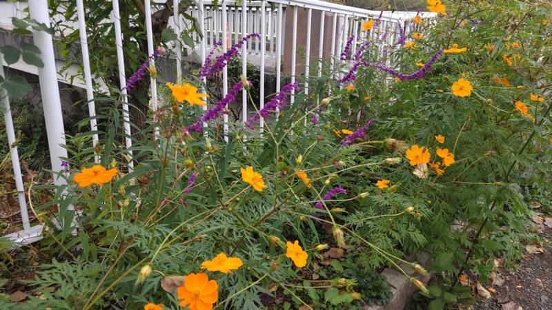 キバナコスモスの花、アメジストセージの花 横浜市旭区今宿東町