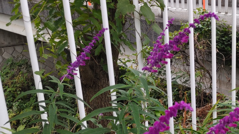 アメジストセージの花 横浜市旭区今宿東町
