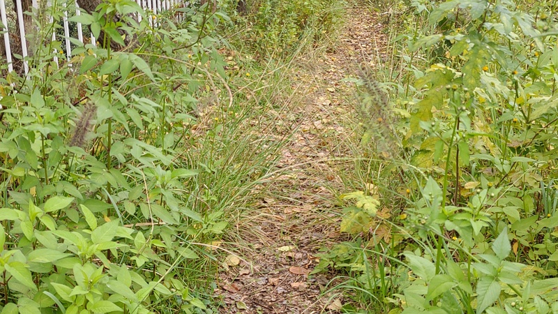 チカラシバ 横浜市旭区今宿東町
