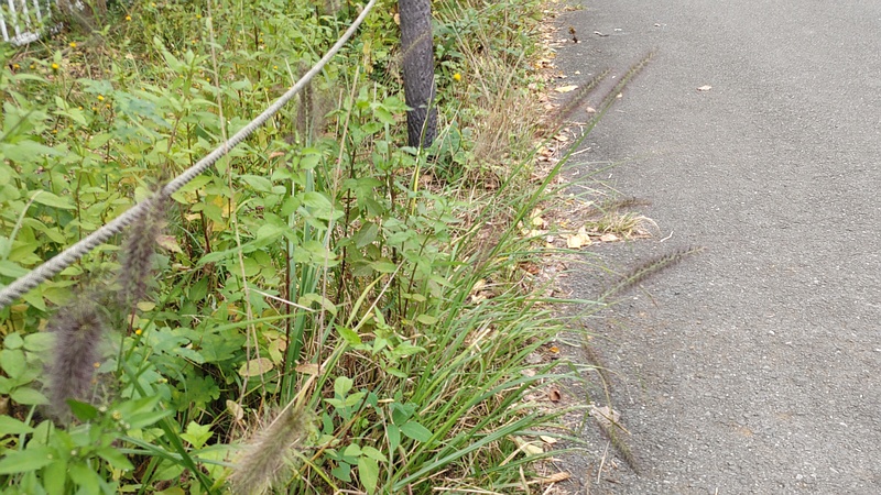 チカラシバ 横浜市旭区今宿東町