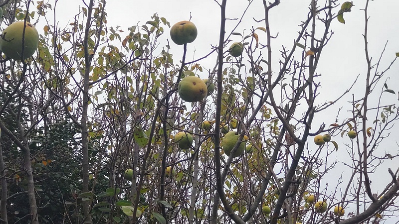 カリンの果実 横浜市旭区今宿東町