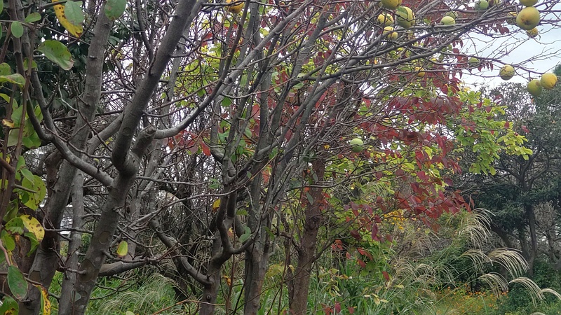 カリンの果実 横浜市旭区今宿東町