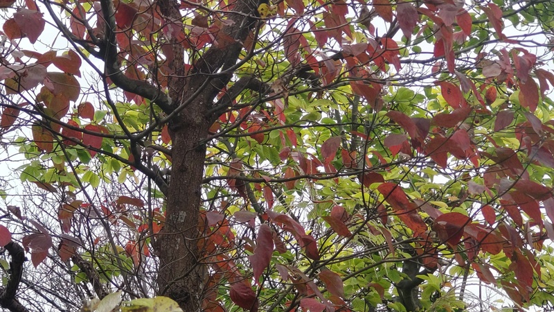 ハナミズキ 横浜市旭区今宿東町