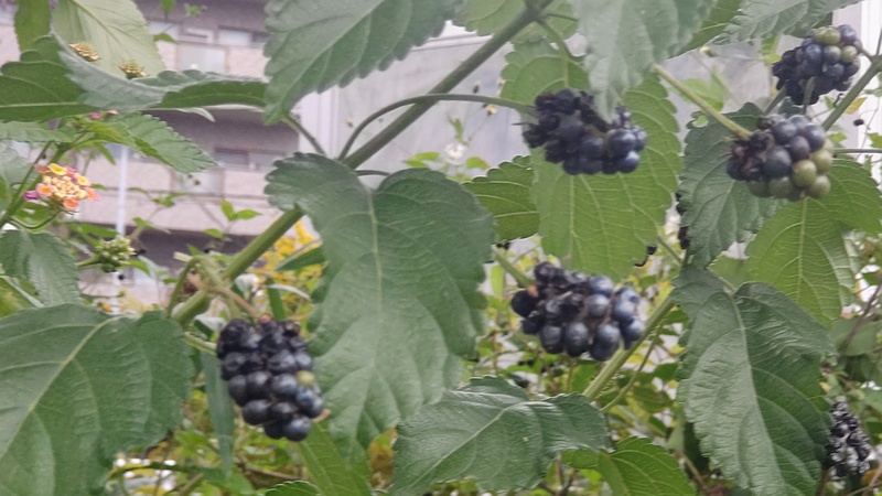 ランタナの果実 横浜市旭区今宿東町