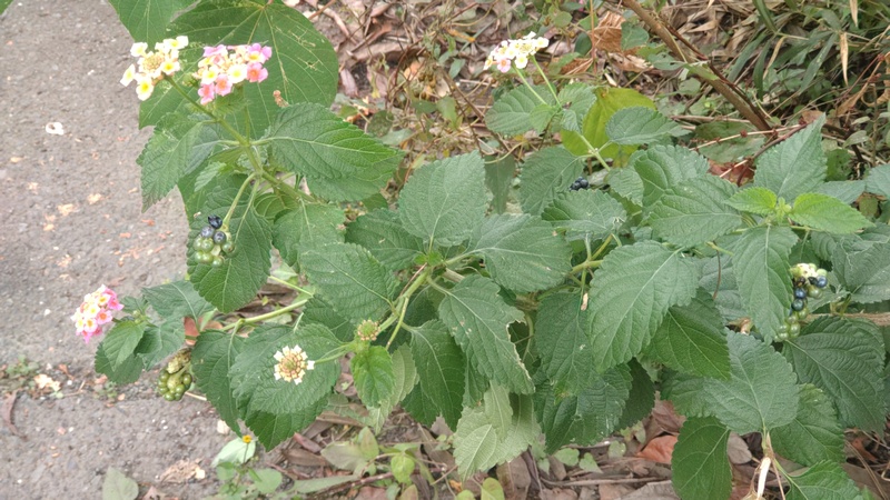 ランタナの花と果実 横浜市旭区今宿東町