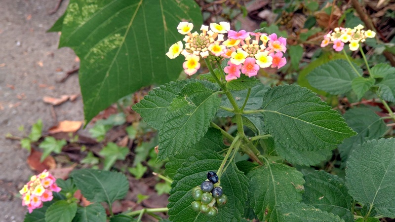 ランタナの花と果実 横浜市旭区今宿東町