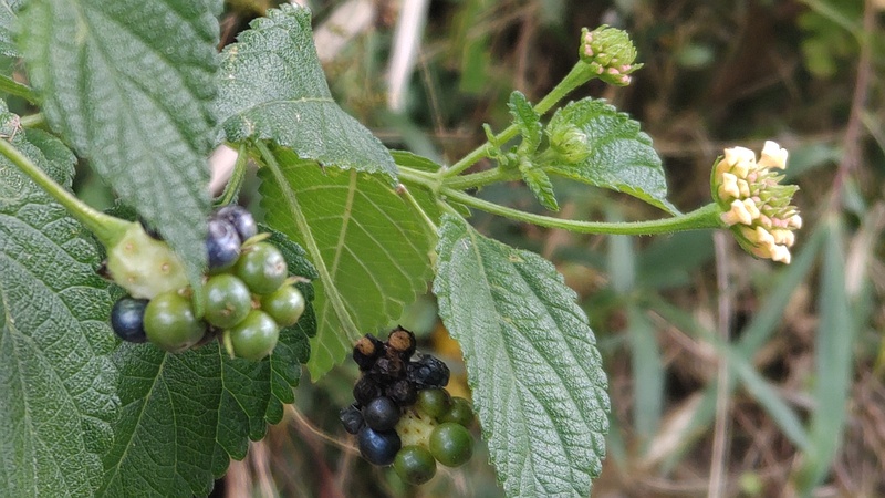 ランタナの花と果実 横浜市旭区今宿東町