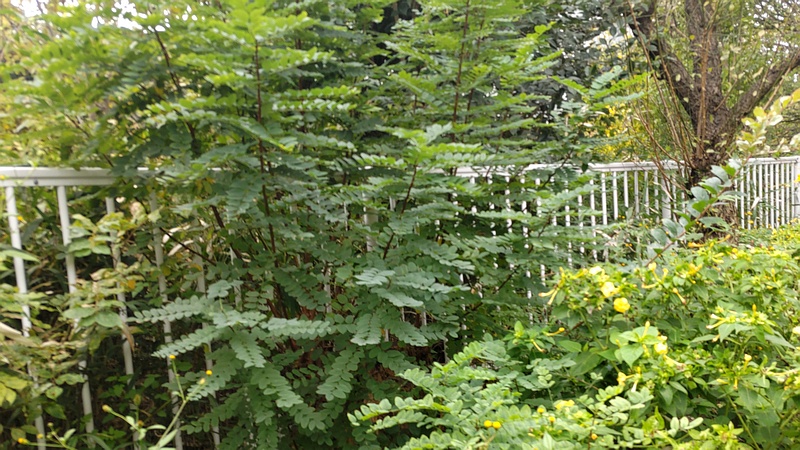ニセアカシア 横浜市旭区今宿東町