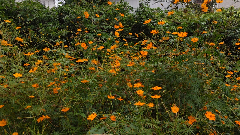 キバナコスモスの花 横浜市旭区今宿東町