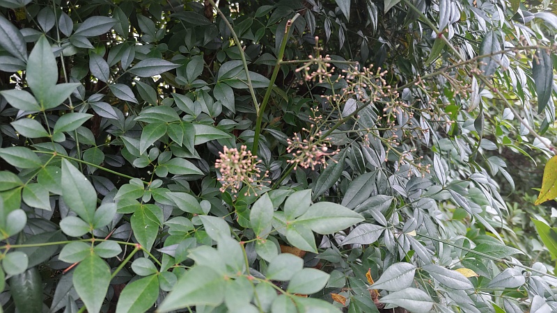 ほとんど結実していないナンテンの花柄 横浜市旭区今宿東町