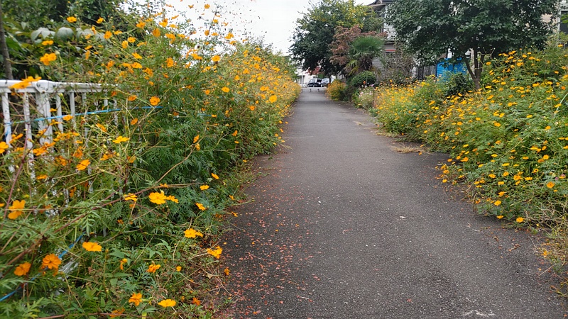 キバナコスモスの花 横浜市旭区今宿東町