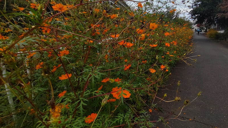 キバナコスモスの花 横浜市旭区今宿東町