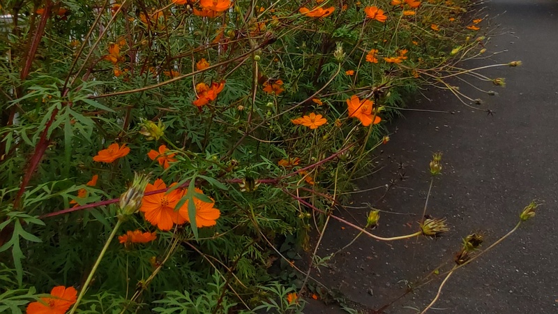 キバナコスモスの花 横浜市旭区今宿東町