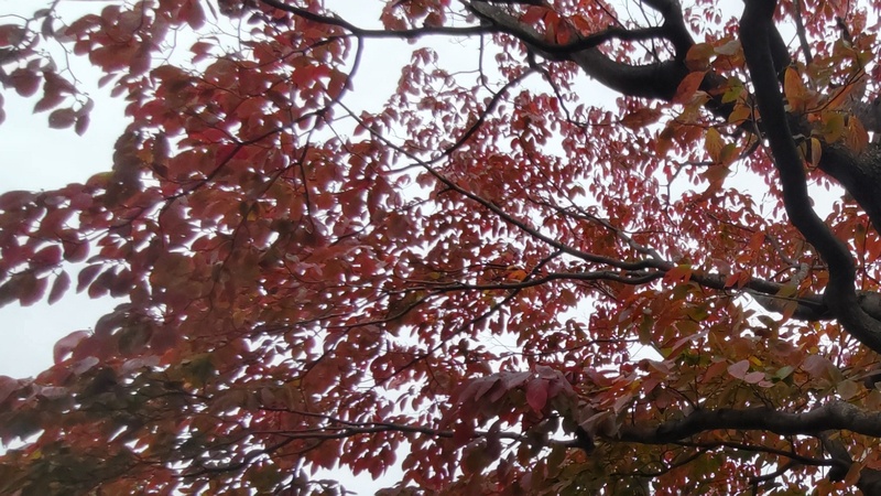 ハナミズキ 横浜市旭区今宿東町