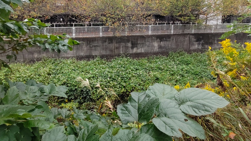 クワとシャクチリソバの花 横浜市旭区今宿東町