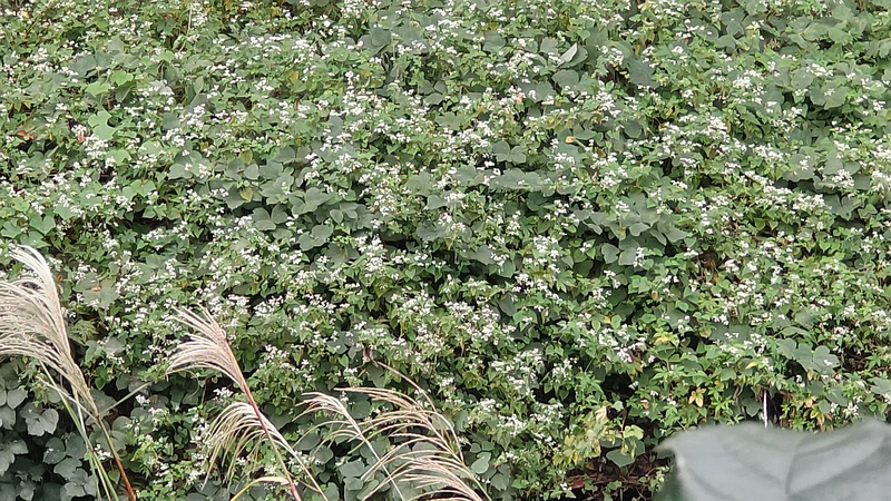 シャクチリソバの花 横浜市旭区今宿東町