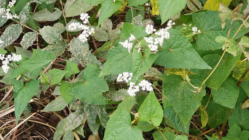 シャクチリソバの花 横浜市旭区今宿東町