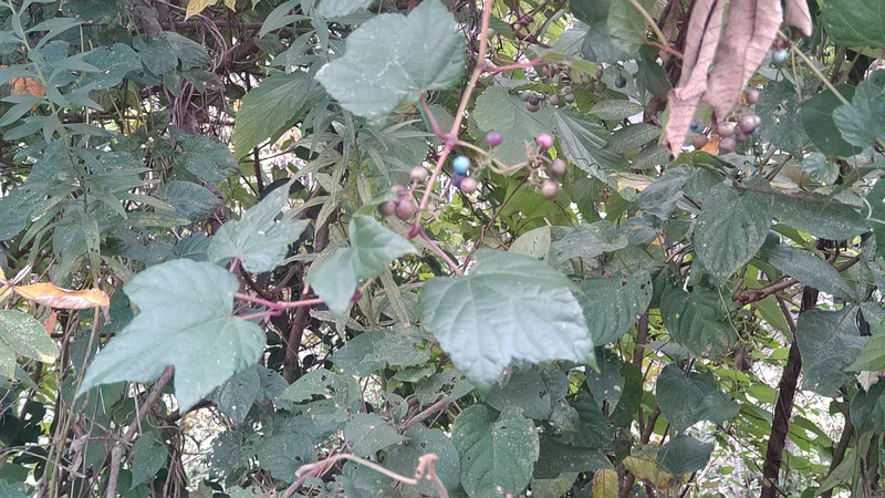 ノブドウの果実とヌルデ 横浜市旭区今宿東町