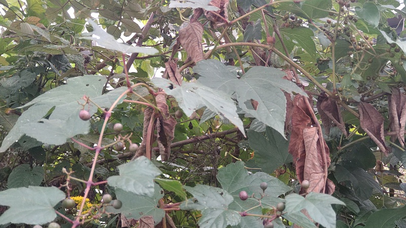 ノブドウの果実とヌルデ 横浜市旭区今宿東町