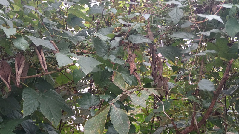 ノブドウの果実とヌルデ 横浜市旭区今宿東町