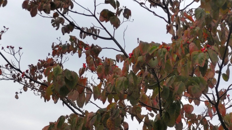 ハナミズキの果実 横浜市旭区今宿東町