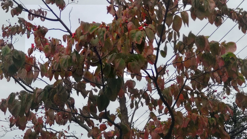 ハナミズキの果実 横浜市旭区今宿東町