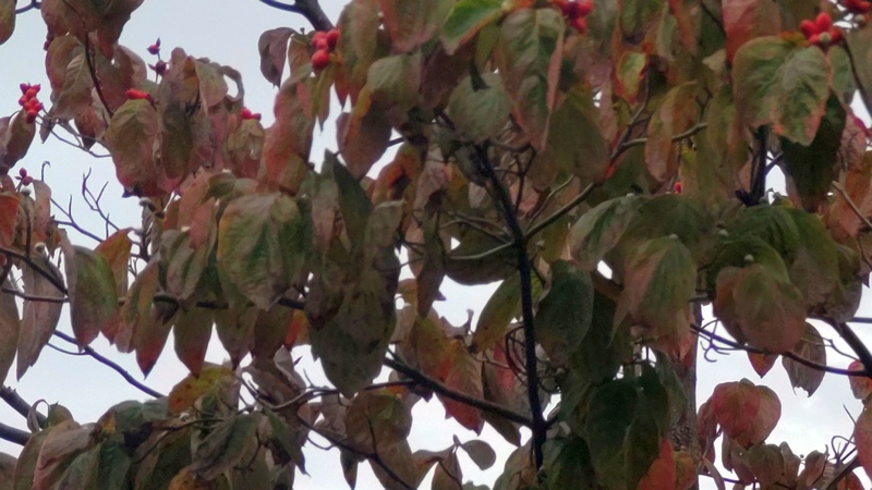 ハナミズキの果実 横浜市旭区今宿東町