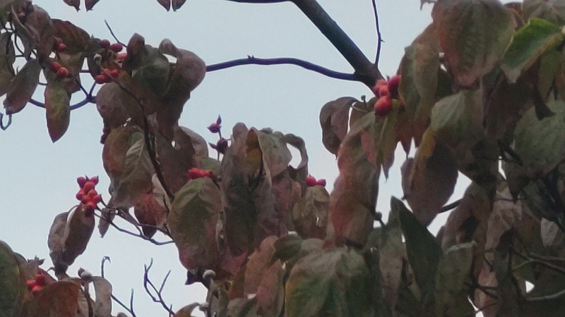 ハナミズキの果実 横浜市旭区今宿東町