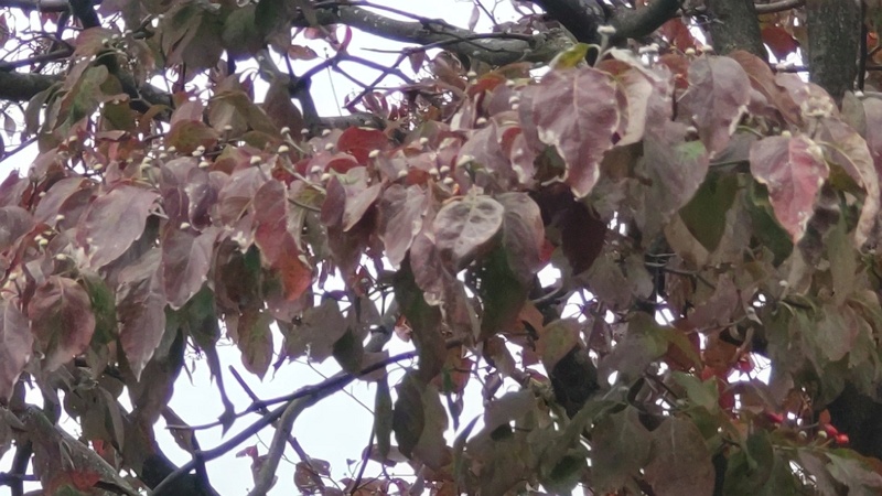 ハナミズキの果実 横浜市旭区今宿東町