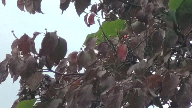 ハナミズキの果実 横浜市旭区今宿東町