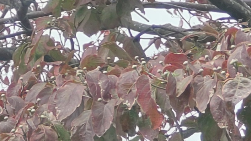 ハナミズキの果実 横浜市旭区今宿東町