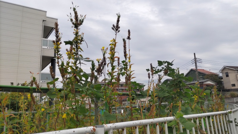 オオマツヨイグサ 横浜市旭区今宿南町