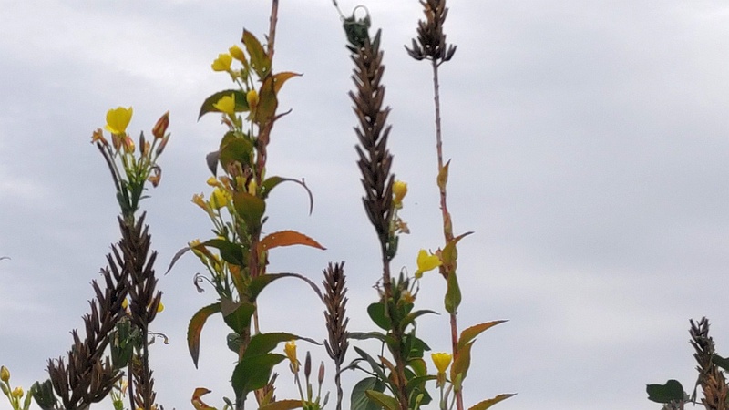 オオマツヨイグサの花 横浜市旭区今宿南町