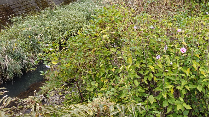 ムクゲの花 横浜市旭区今宿南町